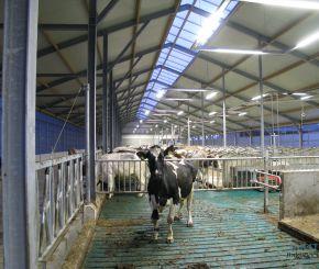 LED-stalverlichting-rundvee-boerderij-lampen-besparen